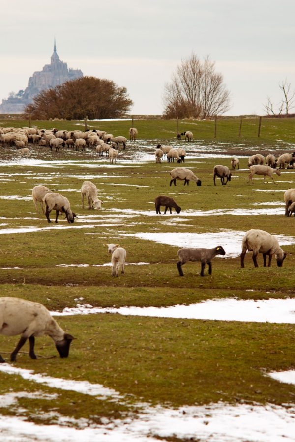 sheeps-eating-grass-and-mont-saint-michel-on-the-background-normandy-france